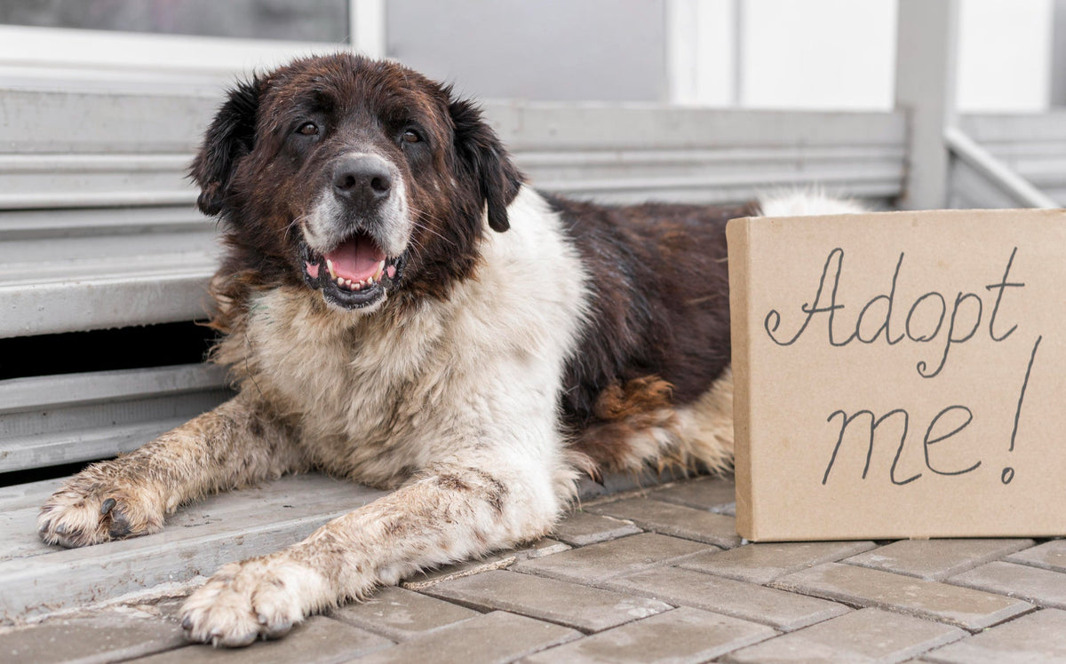 Grey Muzzles, Full Hearts: Older Rescue Pets Who Found Their Forever Homes