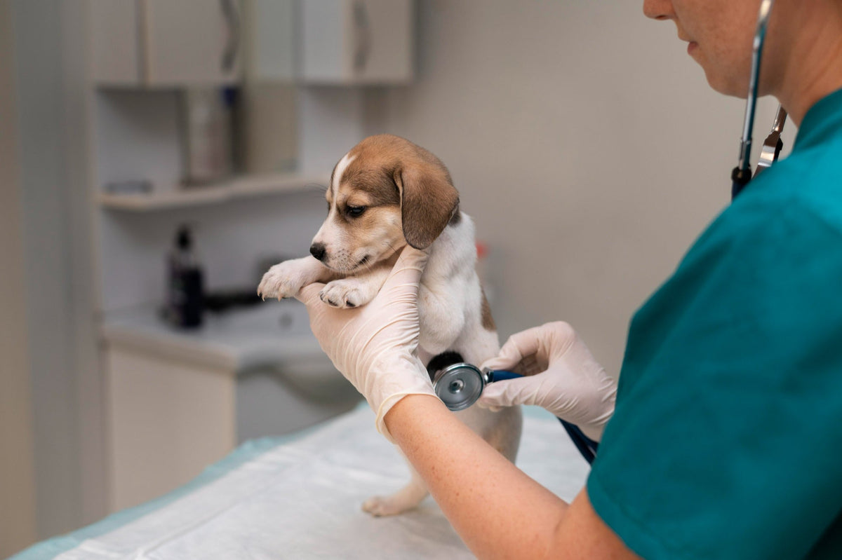 Is My Pet Diabetic? Spotting the Signs and Living Well With Diabetes