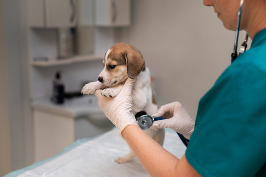 Diabetes in Pets: Causes, Signs & What You Can Do