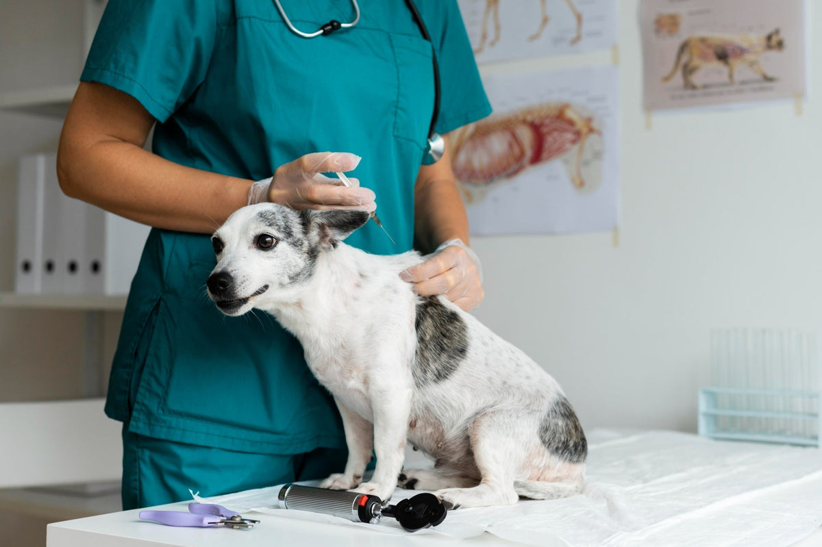 Rabies and Your Dog: A UK Owner's Guide to Jabs, Bites and Travelling Abroad