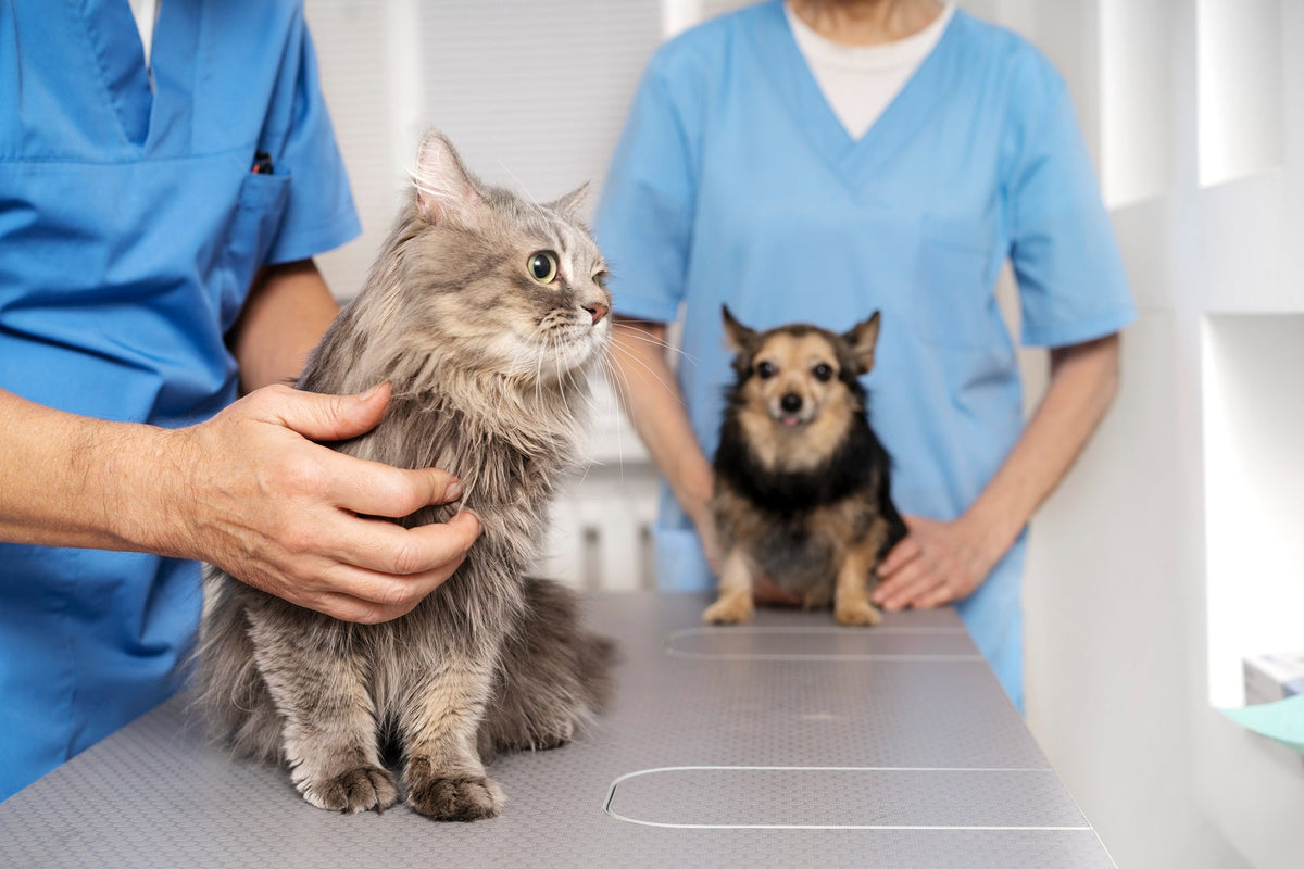 Cancer in Dogs and Cats: The Small Changes Worth Showing Your Vet