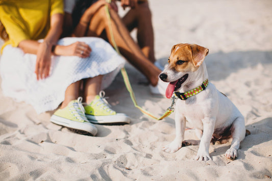 7 Mistakes Dog Owners Make During the Hottest Days Of Summer