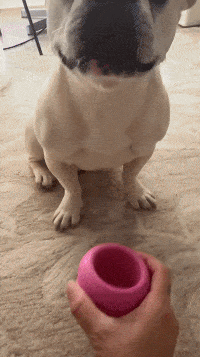 Is Your Dog Really Healthy? 5 Hidden Signs You Shouldn’t Ignore