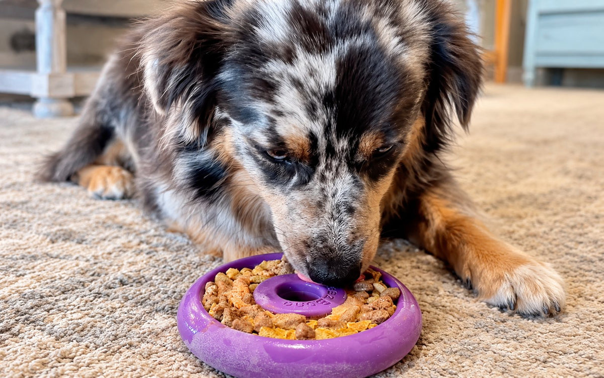 Dog lying down and calmly licking a filled purple Freezbone