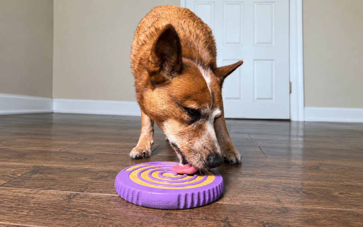 Dog licking a filled spiral lick bowl on a wooden floor indoors