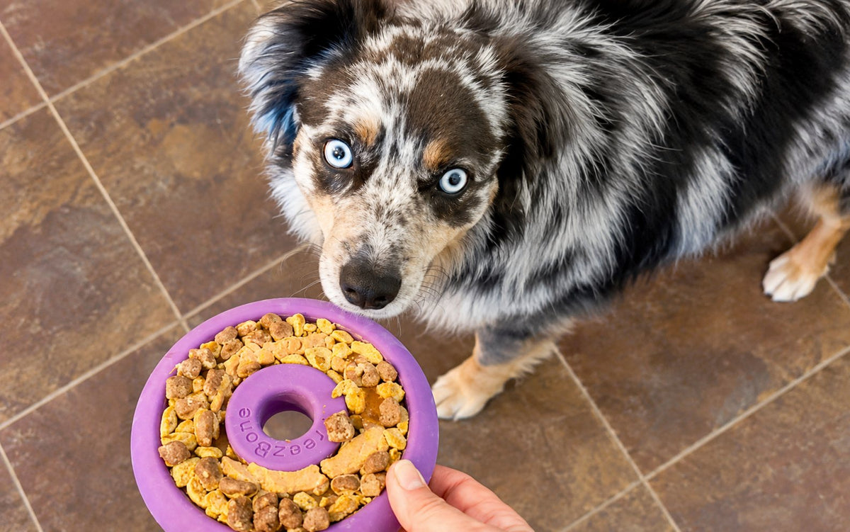 Blue-eyed dog holding a filled purple lick toy indoors