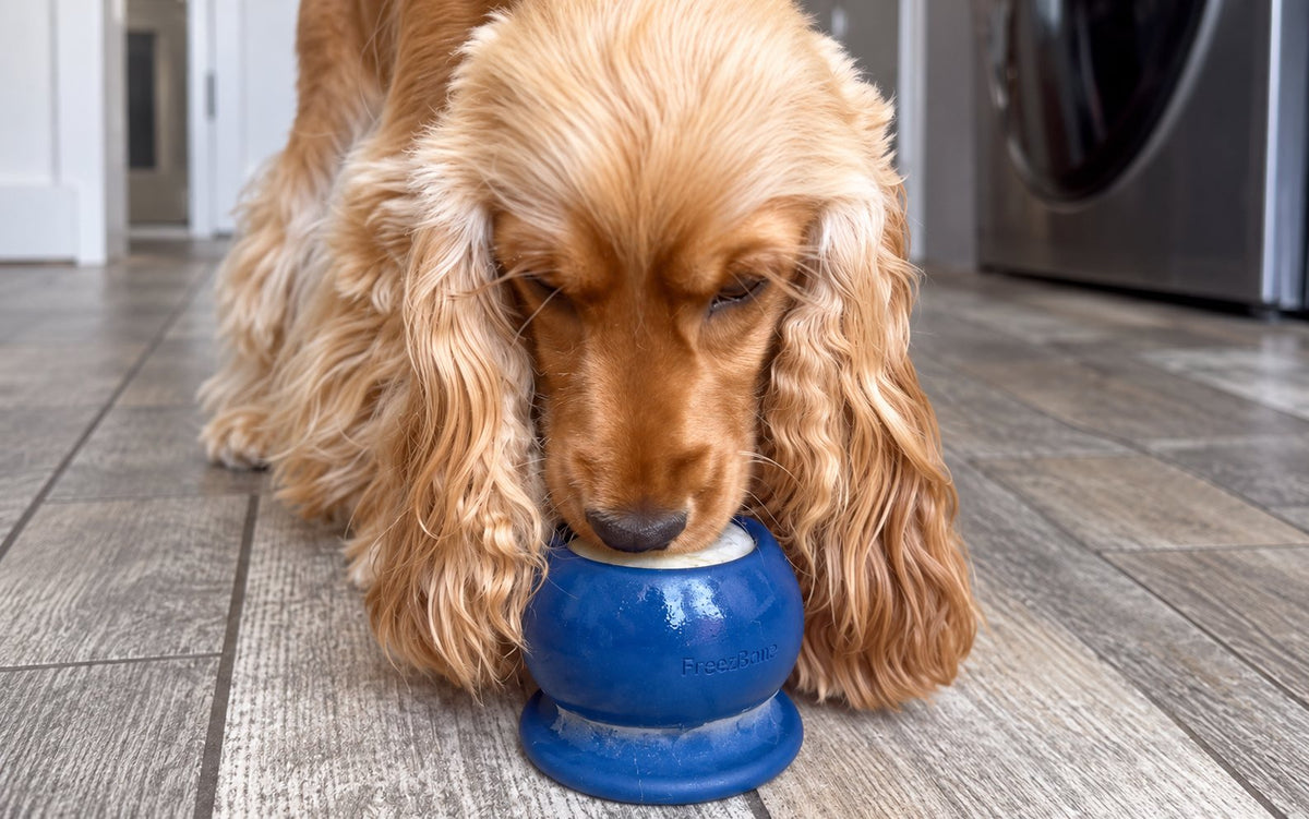Cocker spaniel licking a blue Freezbone treat cup indoors