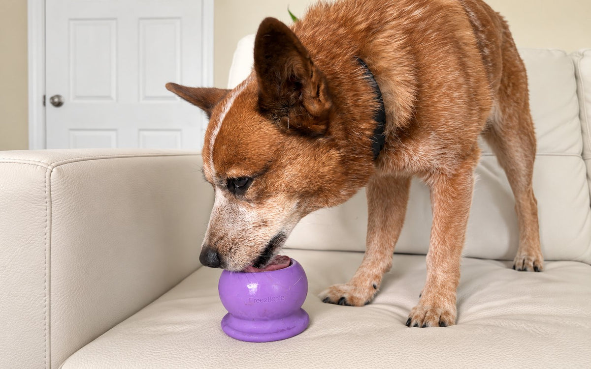Dog licking food from a purple Freezbone cup in the living room