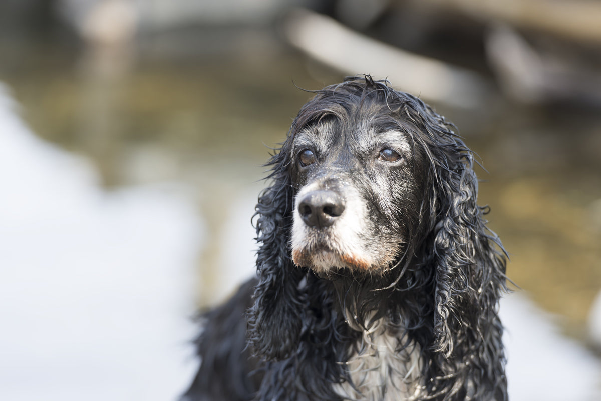 Frailty in Older Dogs: What Vets Now Look For, and How to Help at Home