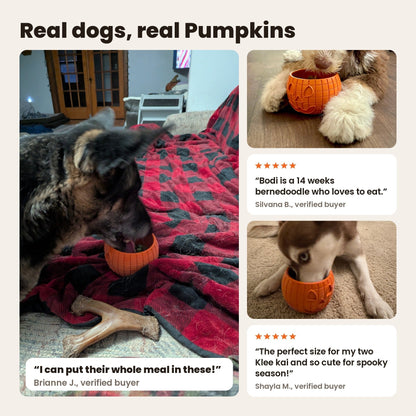FreezPumpkin with real dogs: a shepherd eating from a pumpkin on a blanket, a bernedoodle puppy with his pumpkin, and a Klee kai licking one. Reviews from Brianne J., Silvana B. and Shayla M.