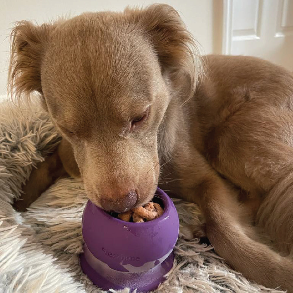 Purple Playtime Dog Trio Bundle