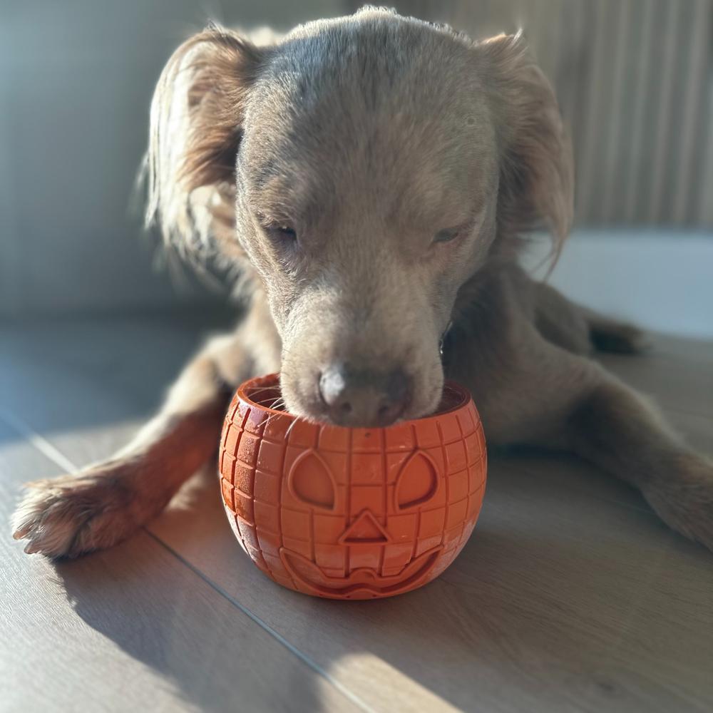FreezPumpkin, filled, with a dog licking it on a wood floor