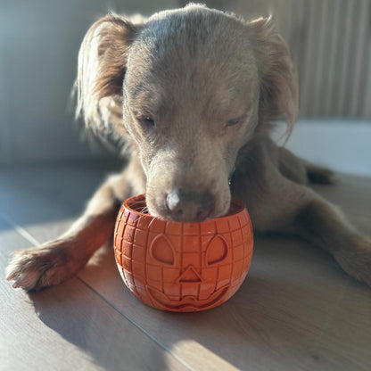 FreezPumpkin, filled, with a dog licking it on a wood floor